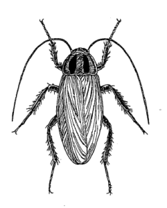 【ビル管】建築物衛生管理技術者試験2024年167問ゴキブリ