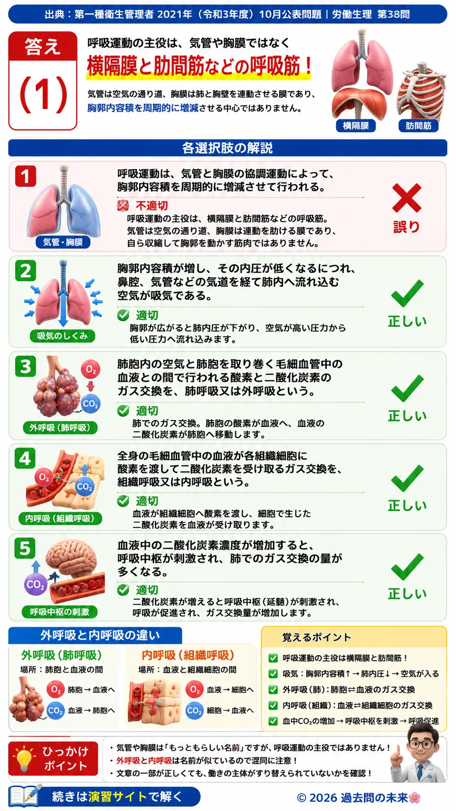 【第一種衛生管理者過去問】2021年10月公表問題｜問38｜呼吸の仕組みと外呼吸・内呼吸の違い｜労働生理を解説する画像__1syu-2021-10-seiri-q38