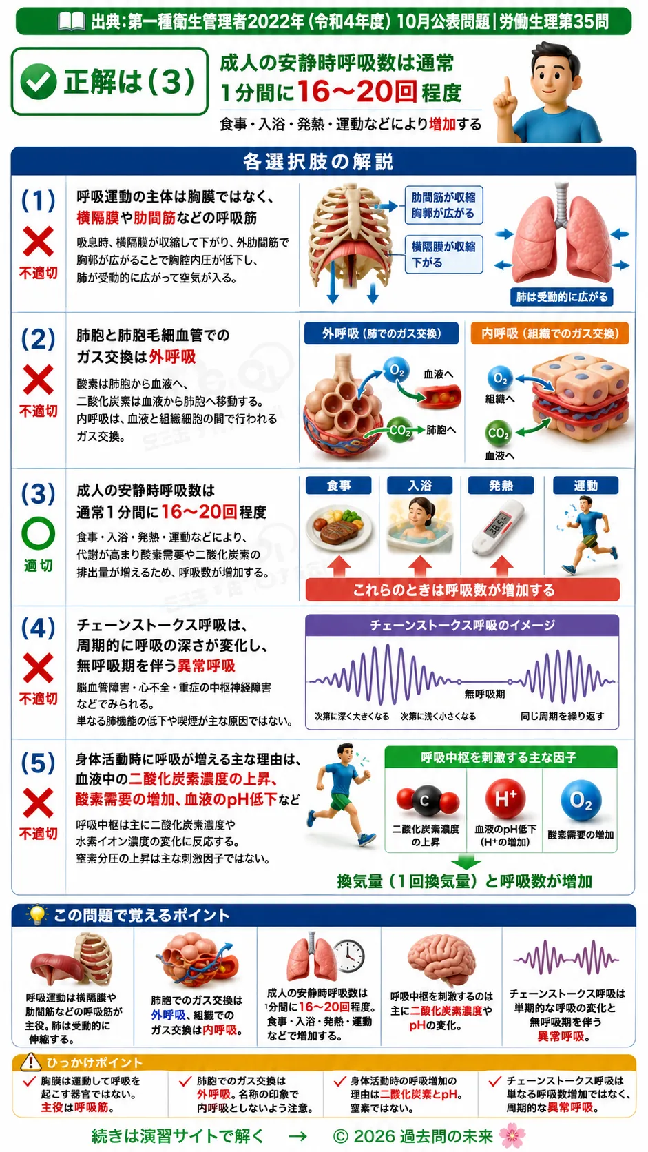 【第一種衛生管理者過去問】2022年10月公表問題｜問35｜呼吸の仕組みと呼吸数・肺胞ガス交換の基礎知識｜労働生理を解説する画像__1syu-2022-10-seiri-q35