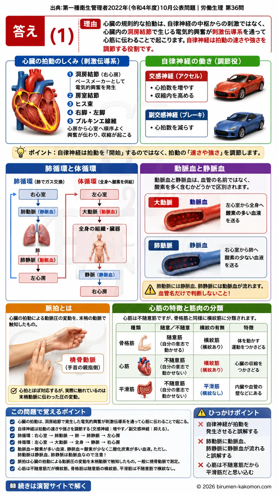 【第一種衛生管理者過去問】2022年10月公表問題｜問36｜心臓と血液循環の仕組み・刺激伝導系と肺循環｜労働生理を解説する画像__1syu-2022-10-seiri-q36