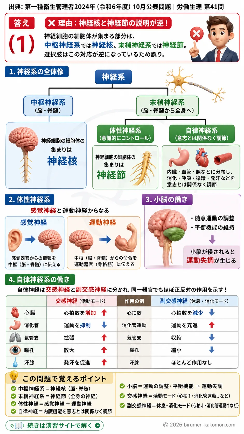 【第一種衛生管理者過去問】2024年10月公表問題｜問41｜神経系の分類と交感神経・副交感神経の働き｜労働生理を解説する画像__1syu-2024-10-seiri-q41