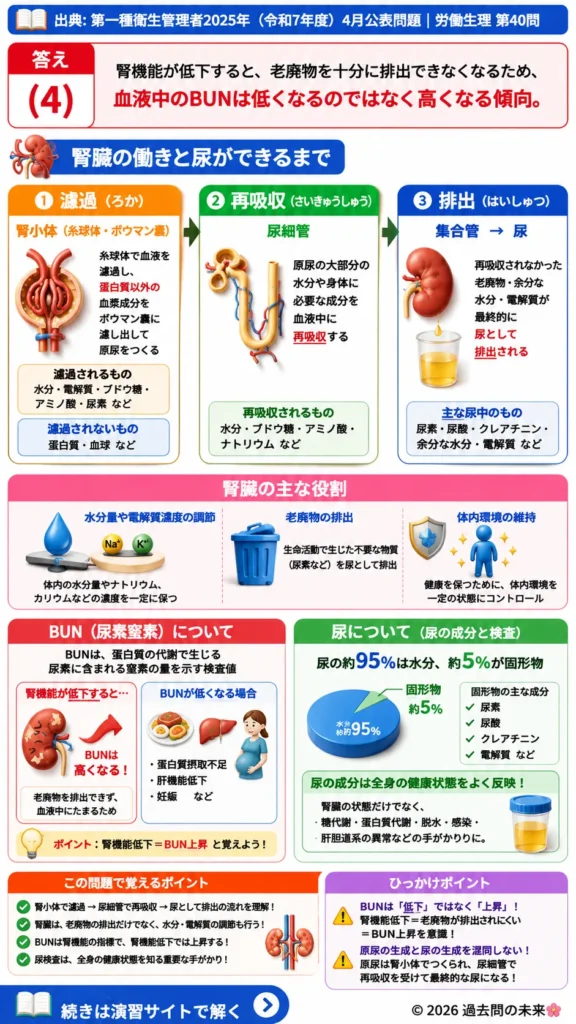 【第一種衛生管理者過去問】2025年4月公表問題｜問40｜腎臓の機能と尿生成の仕組み｜労働生理を解説する画像__1syu-2025-04-seiri-q40