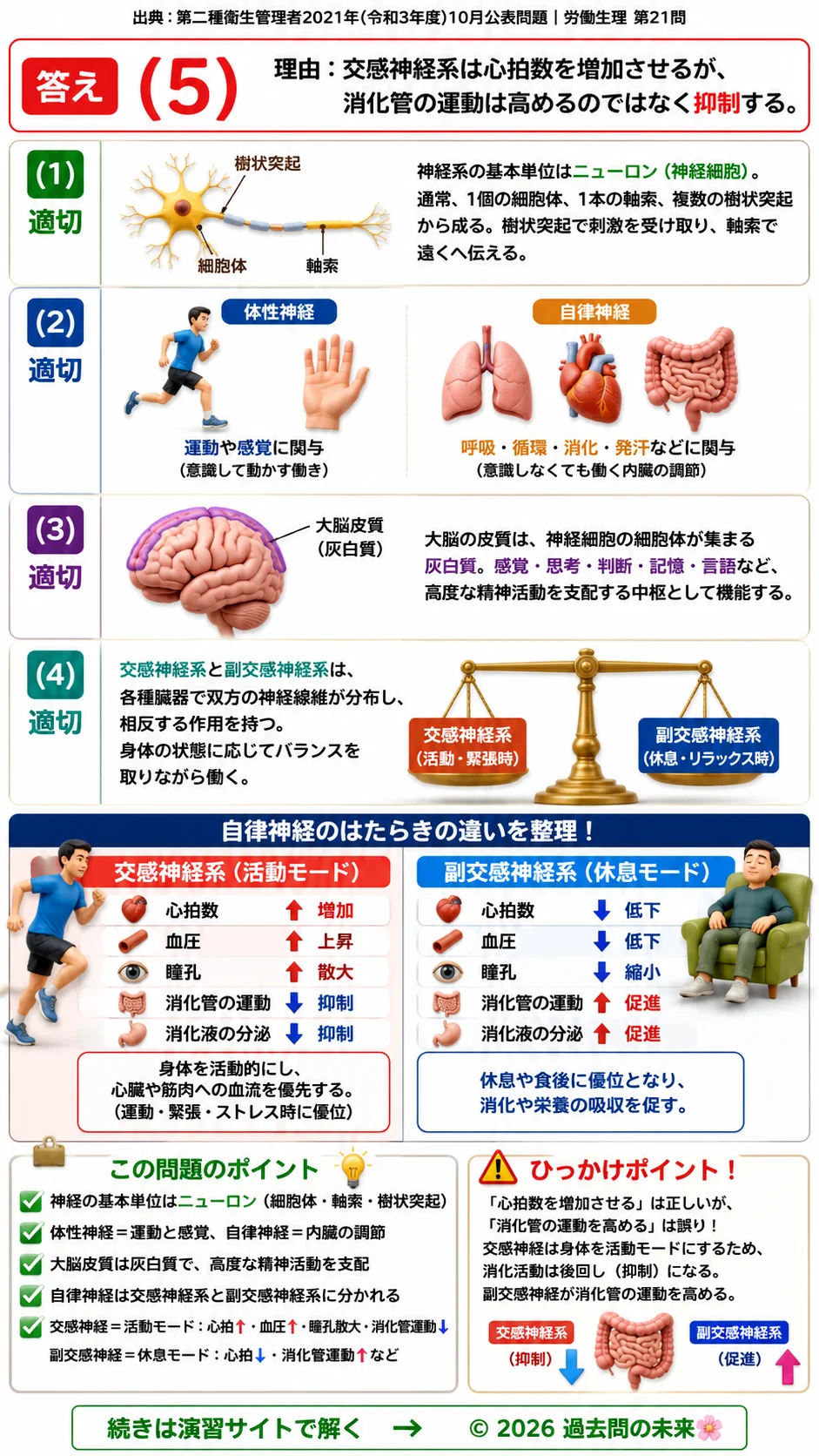 【第二種衛生管理者過去問】2021年10月公表問題｜問21｜神経系の基礎知識｜ニューロン・体性神経・自律神経の働き｜労働生理を解説する画像__2syu-2021-10-seiri-q21