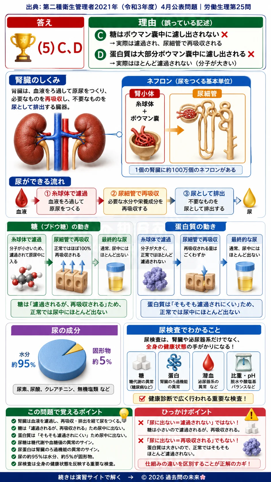 【第二種衛生管理者過去問】2021年4月公表問題｜問25｜腎臓と尿の仕組み｜ネフロン・原尿生成・尿検査の基礎知識｜労働生理を解説する画像__2syu-2021-04-seiri-q25