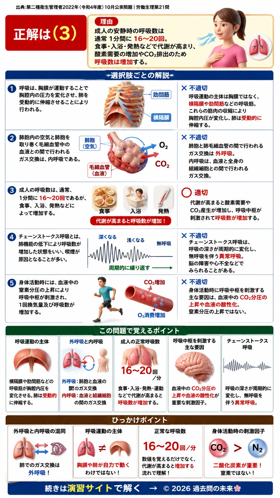 【第二種衛生管理者過去問】2022年10月公表問題｜問21｜呼吸の仕組みと呼吸数の正常値｜外呼吸・呼吸中枢の基礎知識｜労働生理を解説する画像__2syu-2022-10-seiri-q21
