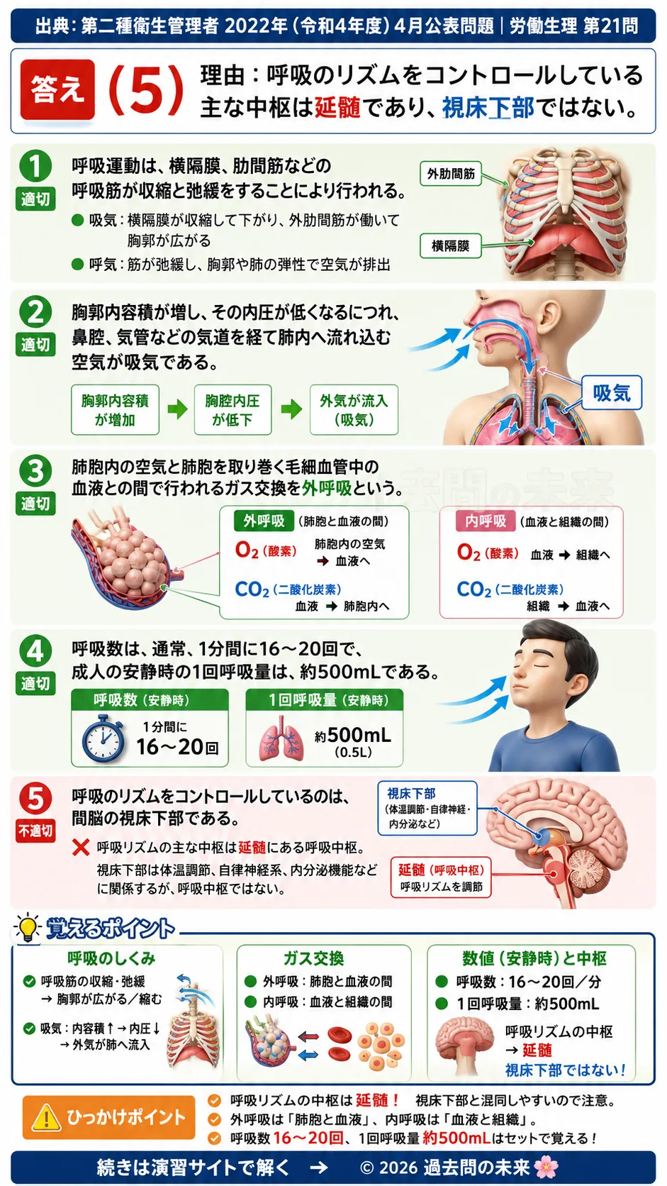 【第二種衛生管理者過去問】2022年4月公表問題｜問21｜呼吸の仕組みと呼吸中枢｜外呼吸・換気量・呼吸数の基礎知識｜労働生理を解説する画像__2syu-2022-04-seiri-q21