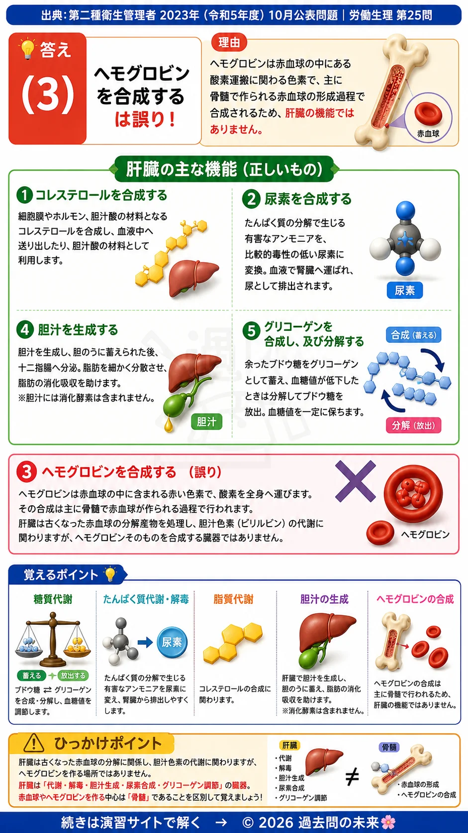 【第二種衛生管理者過去問】2023年10月公表問題｜問25｜肝臓の働きと主要機能｜胆汁・尿素・グリコーゲン代謝｜労働生理を解説する画像__2syu-2023-10-seiri-q25