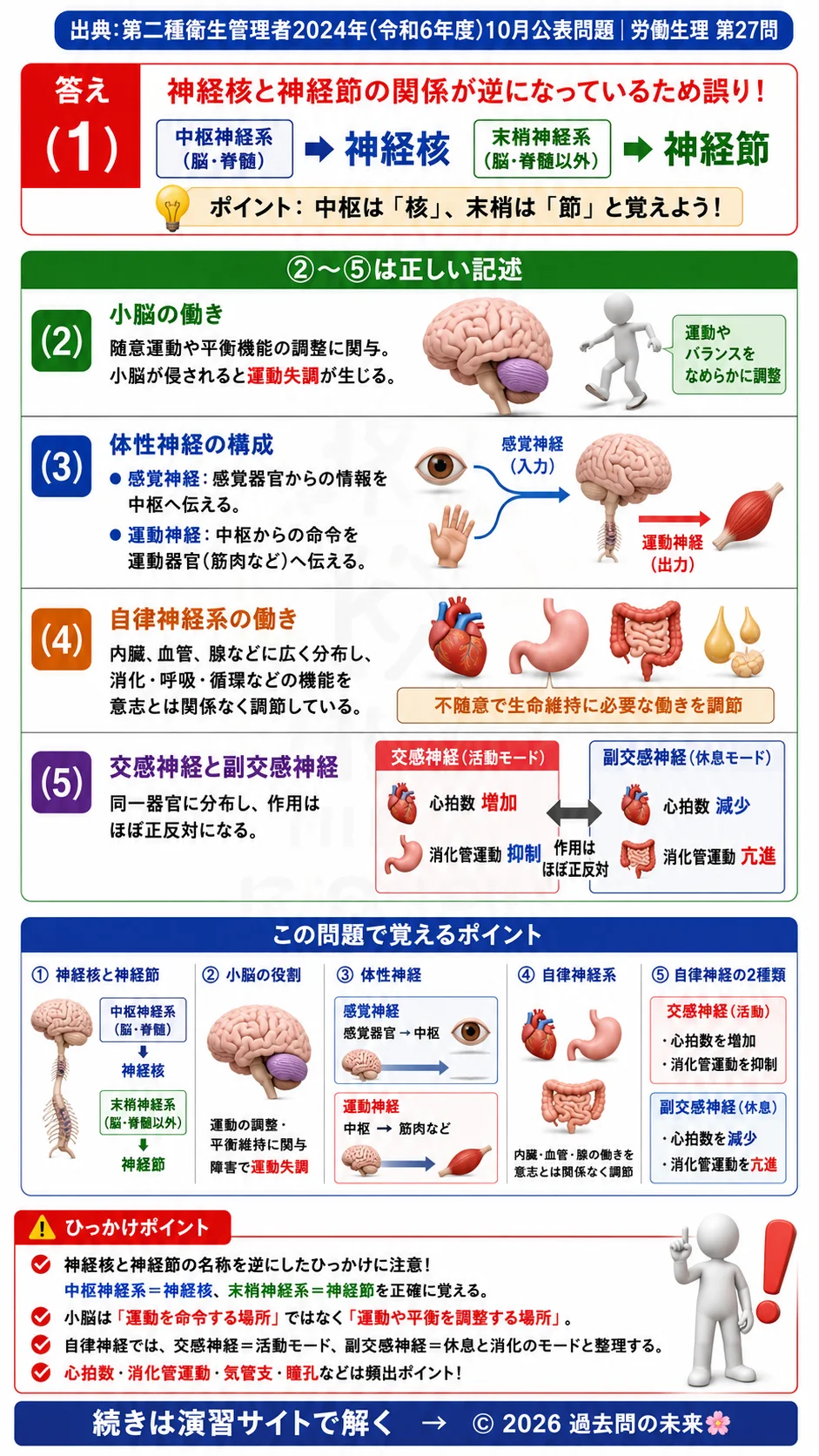 【第二種衛生管理者過去問】2024年10月公表問題｜問27｜神経系の構造と自律神経の働き｜神経節・小脳・交感神経｜労働生理を解説する画像__2syu-2024-10-seiri-q27