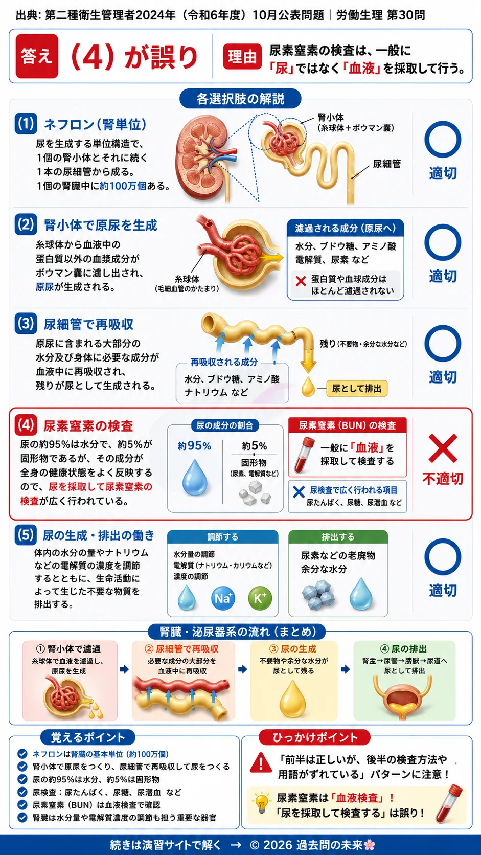 【第二種衛生管理者過去問】2024年10月公表問題｜問30｜腎臓と泌尿器系の働き｜ネフロン・原尿・尿生成の仕組み｜労働生理を解説する画像__2syu-2024-10-seiri-q30