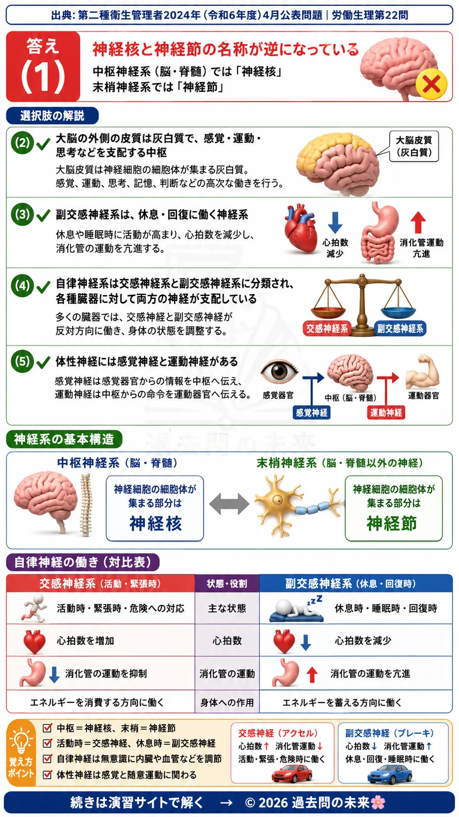 【第二種衛生管理者過去問】2024年4月公表問題｜問22｜神経系の構造と自律神経の働き｜交感神経・副交感神経の役割｜労働生理を解説する画像__2syu-2024-04-seiri-q22
