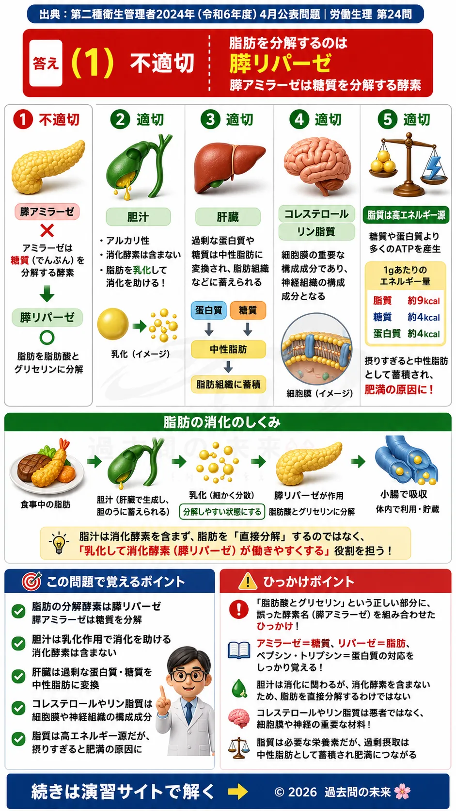【第二種衛生管理者過去問】2024年4月公表問題｜問24｜脂肪の消化吸収と脂質代謝｜胆汁・コレステロール・エネルギー代謝｜労働生理を解説する画像__2syu-2024-04-seiri-q24