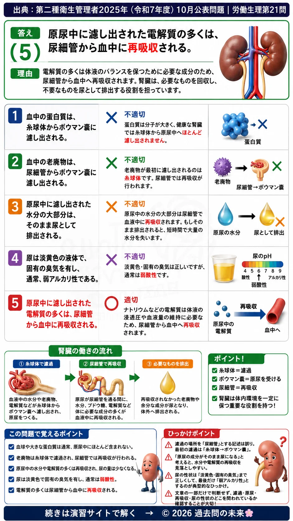 【第二種衛生管理者過去問】2025年10月公表問題｜問21｜腎臓の構造と原尿生成・尿細管再吸収の仕組み｜労働生理を解説する画像__2syu-2025-10-seiri-q21