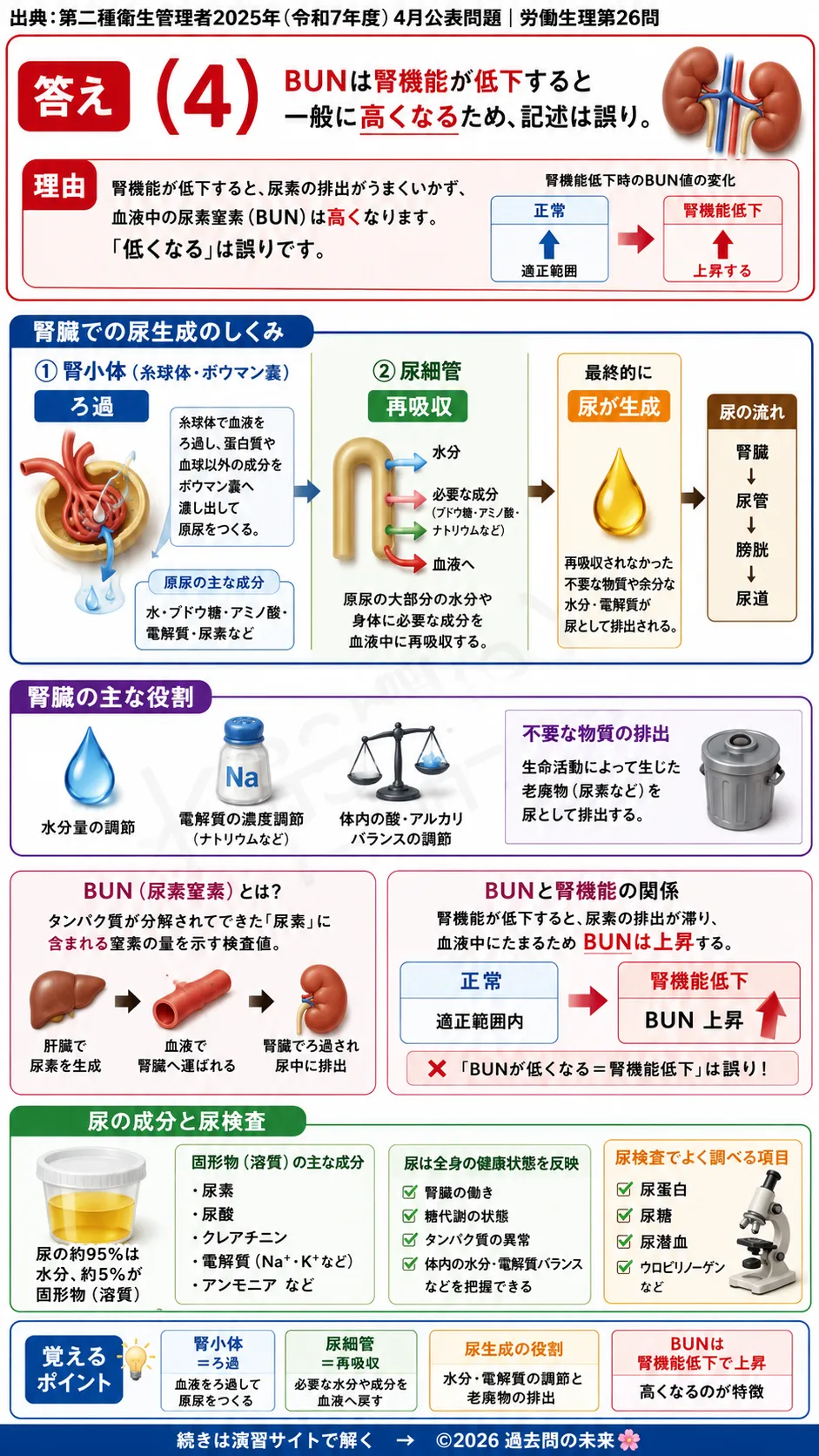 【第二種衛生管理者過去問】2025年4月公表問題｜問26｜腎臓と泌尿器系の基礎知識｜原尿・BUN・尿生成の仕組み｜労働生理を解説する画像__2syu-2025-04-seiri-q26