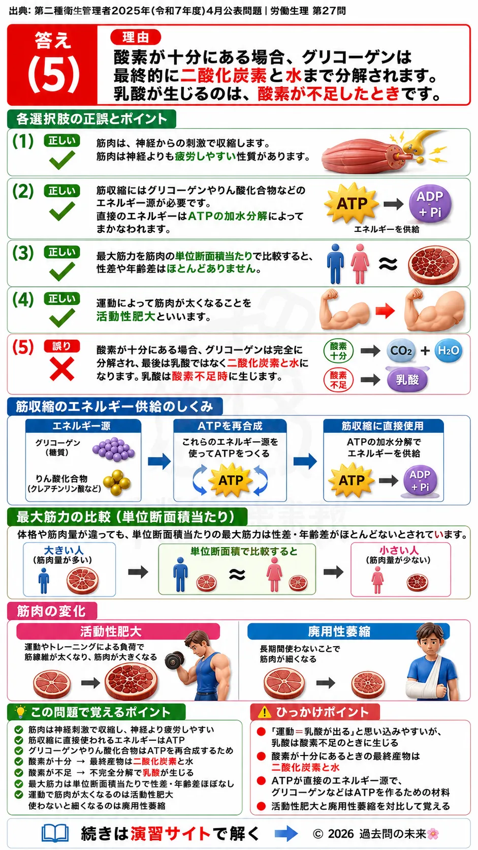 【第二種衛生管理者過去問】2025年4月公表問題｜問27｜筋肉の基礎知識｜ATP・筋収縮・筋肥大の仕組み｜労働生理を解説する画像__2syu-2025-04-seiri-q27